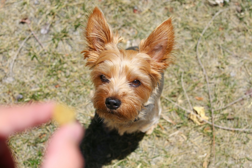 A small Silky Terrier sits attentively on the grass, eyes locked on a hand offering a treat - a moment of positive reinforcement in action.