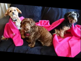 Bella, Yuki and Aliki - three puppies trained by Promising Pups