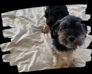 Bubbles, a dog who overcame anxiety with Vicki at Promising Pups