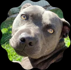 Freddie, a puppy trained by Vicki at Promising Pups in Sydney