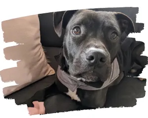 Lachy, a dog trained for separation anxiety and confidence by Promising Pups