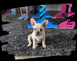 Lady, a French Bulldog puppy trained by Promising Pups